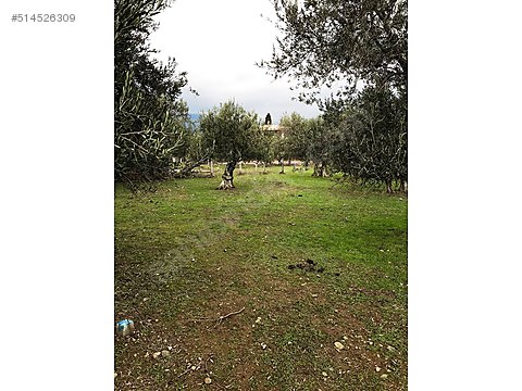 ZEYTİNLİ KÖY MERKEZİNDE 2,5 KAT YÜZDE 30 İMARLI...